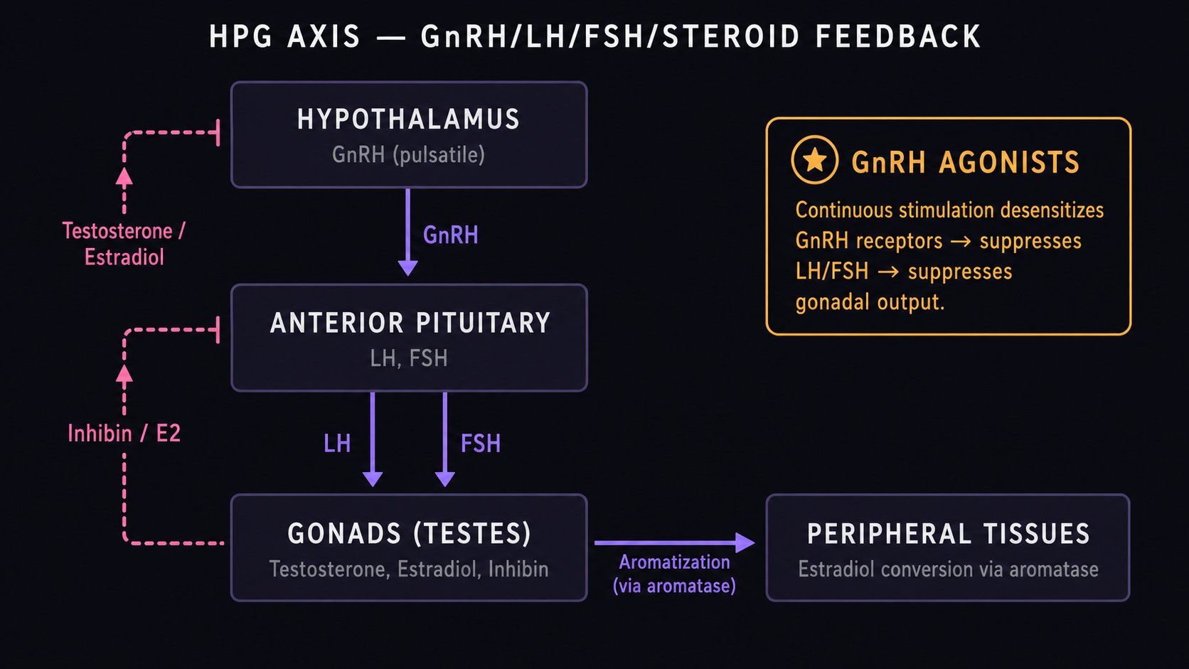 Schematic of the hypothalamus-pituitary-gonad axis with stimulatory GnRH/LH/FSH cascade and negative feedback from testosterone, estradiol, and inhibin, plus a callout on how GnRH agonists desensitize the receptors to suppress the axis