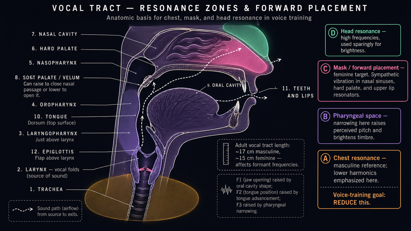 Sagittal vocal-tract anatomy from trachea to lips with all major structures labeled (larynx, epiglottis, laryngo/oro/nasopharynx, soft palate, hard palate, nasal cavity, oral cavity, tongue, teeth) and four shaded resonance zones — chest (mango, reduce), pharyngeal (lavender), mask/forward placement (hot pink, feminine target), and head (mint) — with vocal-tract length comparison and a glottal sound-path arrow